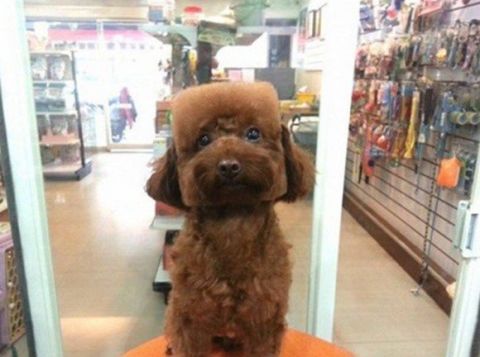 puppy dog haircut