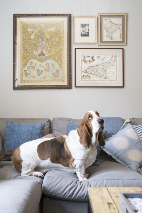 Dog, Carnivore, Couch, Room, Dog breed, Living room, Picture frame, Interior design, Liver, Sporting Group, 