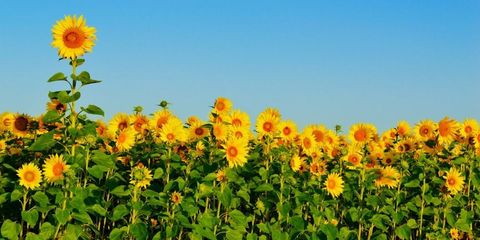 Sunflower Facts Things You Didn T Know About Sunflowers