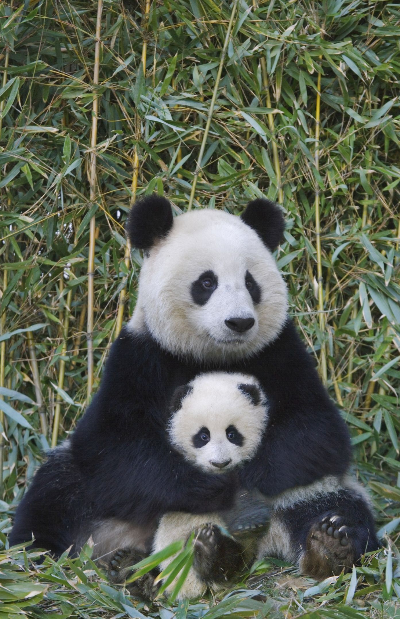 Cute Photos Of Animal Moms And Babies Animal Photos