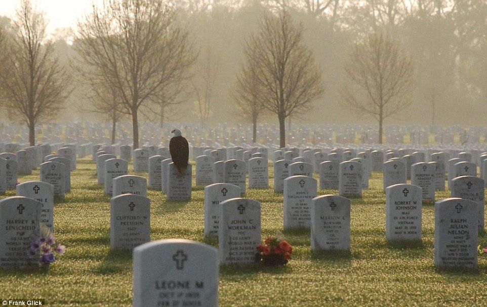 The Story Behind The Photo Of The Bald Eagle On A Veteran S Grave Frank Glick Photo That Went Viral