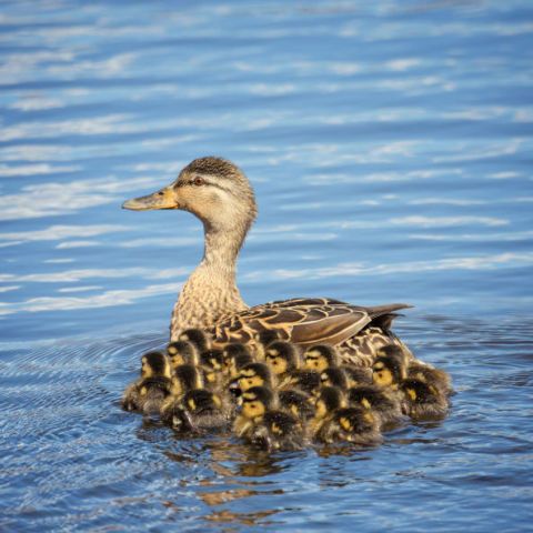 Cute Photos Of Animal Moms And Babies - Animal Photos