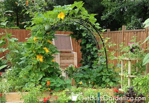 Squash arch Squash arch