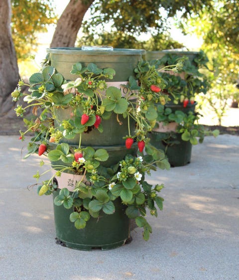 Strawberry Tower Strawberry Tower