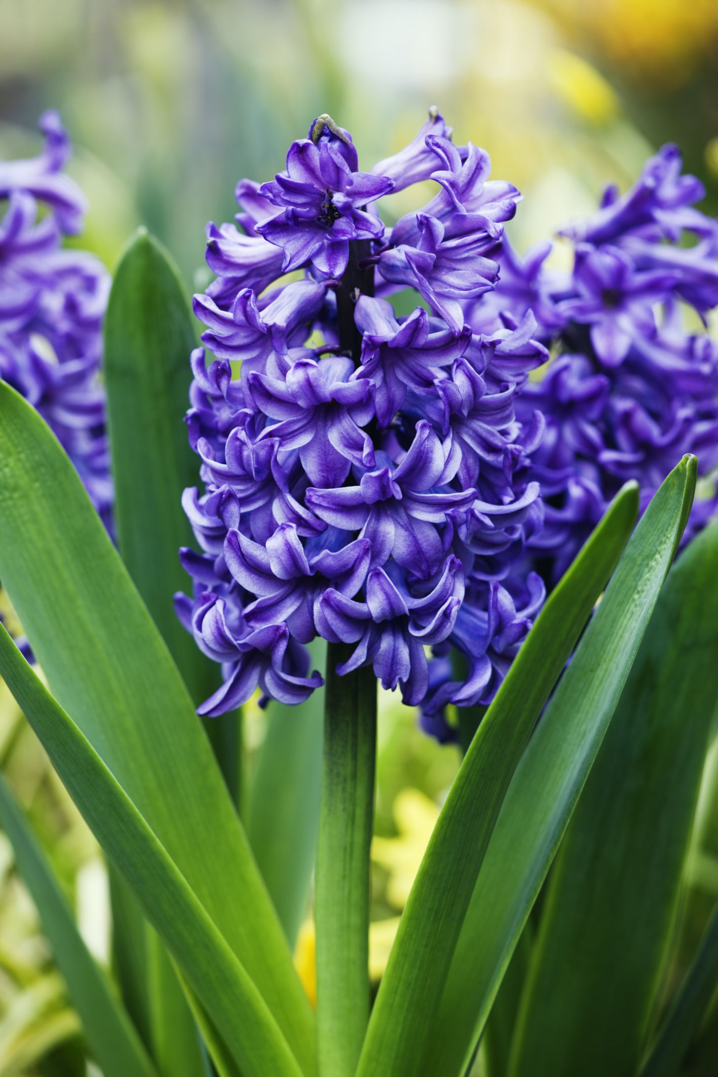 Purple hyacinth. Гиацинт закаспийский. Гиацинт сиреневый. Гиацинт Луговой. Королевский гиацинт.