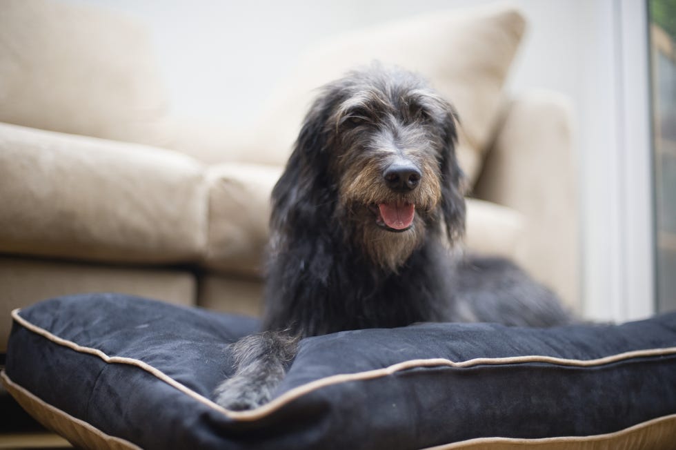 dog on a blue pet bed