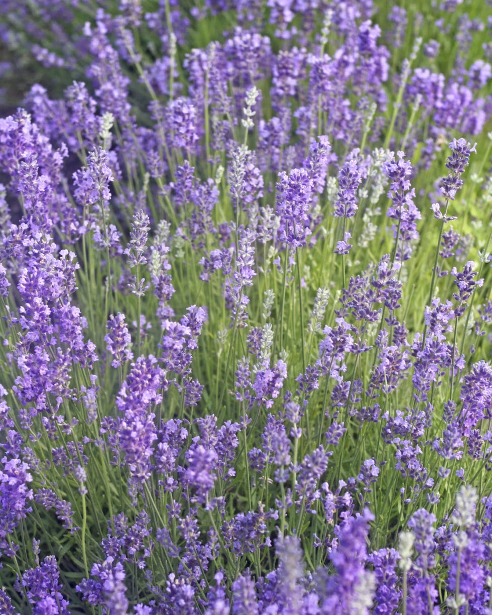 Lavendar