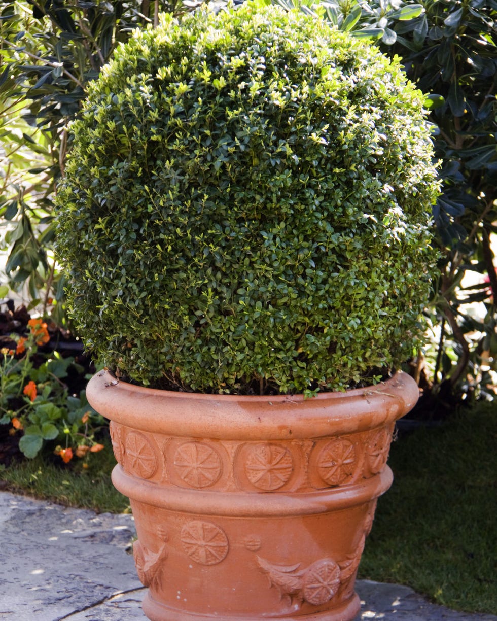Boxwood