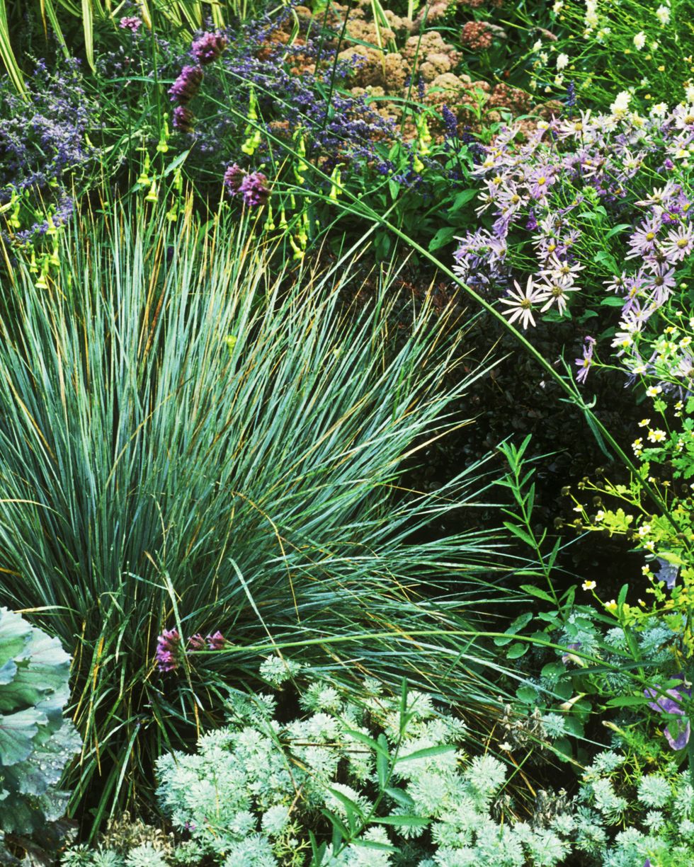 9 Best Drought-Tolerant Plants - Drought-Resistant Flowers, Grasses ...