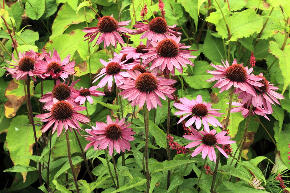 Purple Coneflower