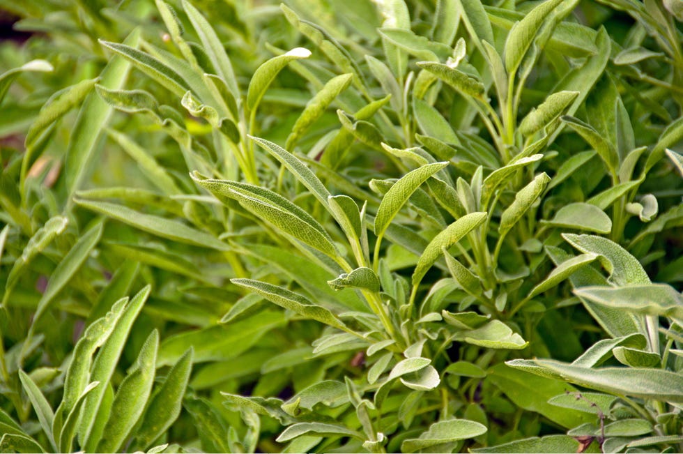 Sage