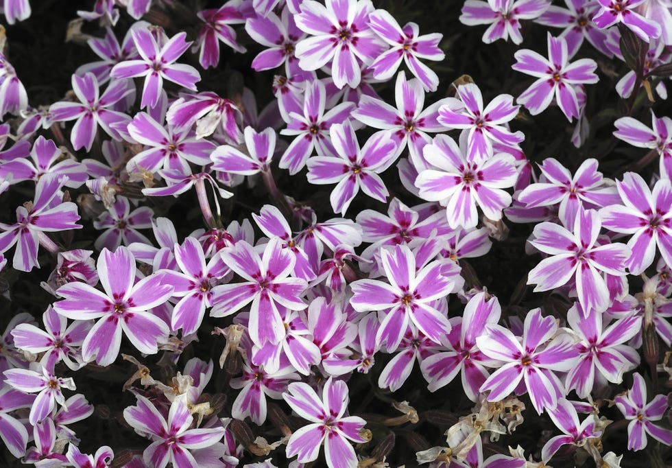 Creeping Phlox