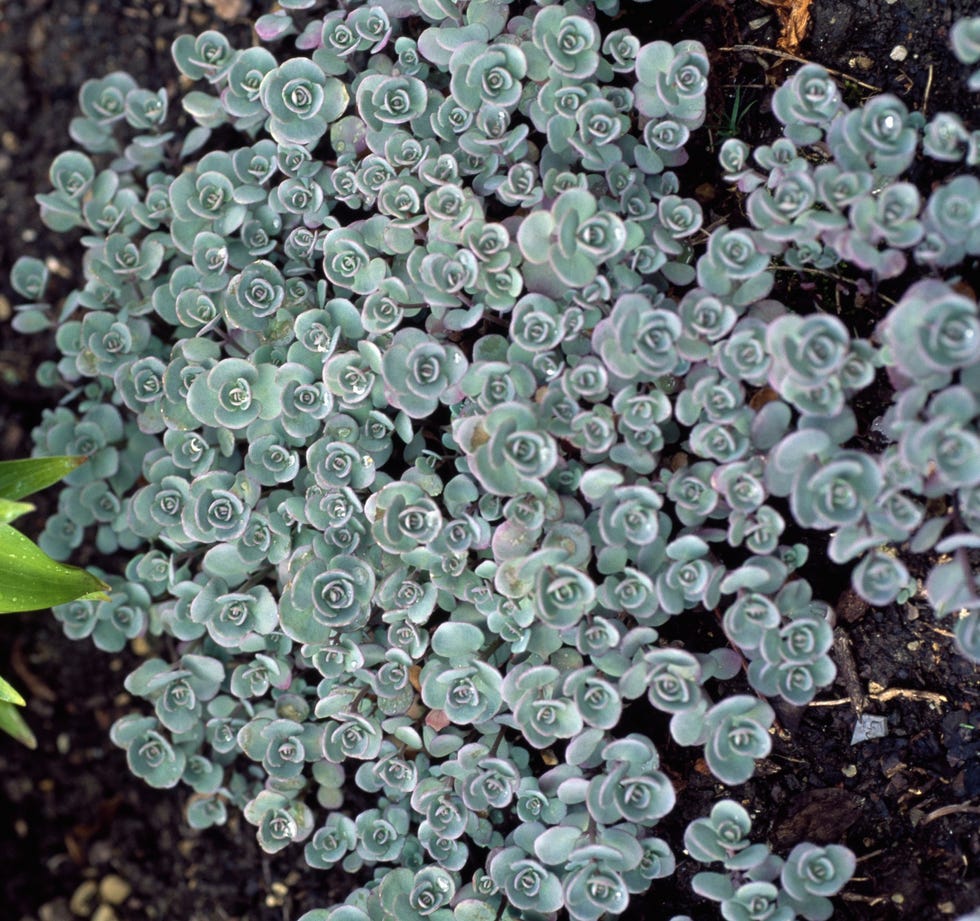 Sedum