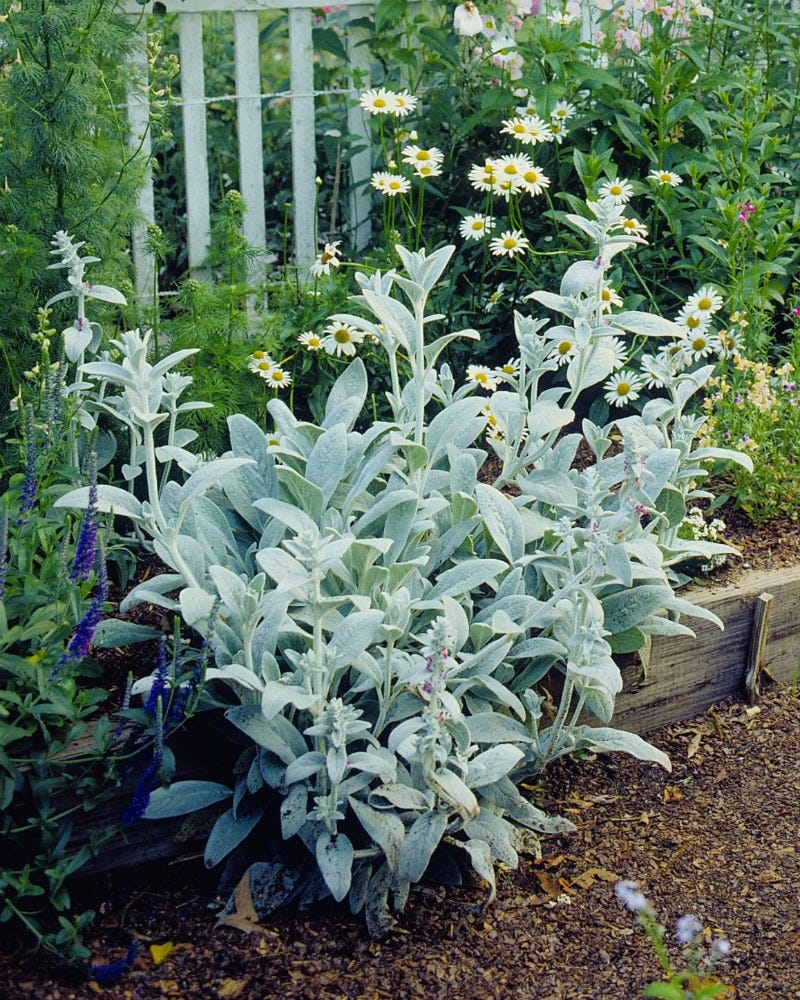 Lamb's Ear