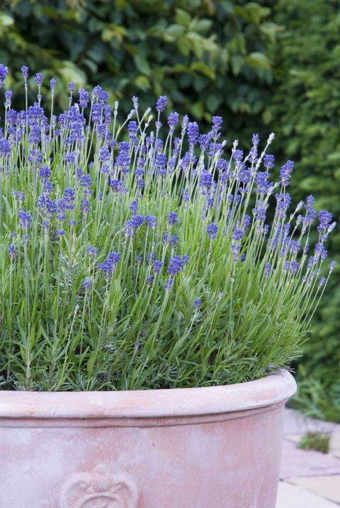 We may enjoy the heavenly scent of lavender, but critters politely disagree. The best variety is lavandin, which has a <a target="_blank" href="https://gerson.org/gerpress/6-herbs-that-naturally-repel-mosquitoes-and-fleas/">high concentration of camphor</a>, which keeps bugs far away.