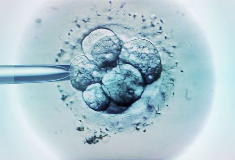 embryo selection for in vitro fertilization