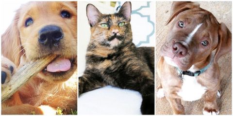pet contest collage