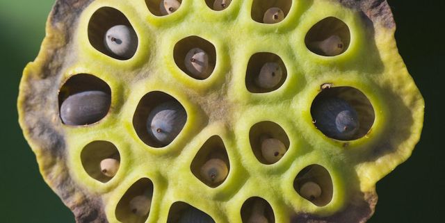 Trypophobia - The Fear of Holes