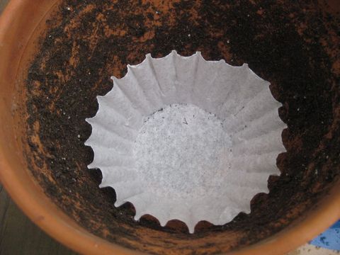 Coffee Filter Plant