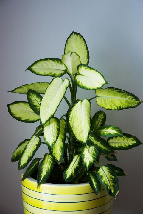 dieffenbachia poisonous plants