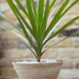 Plants Plants