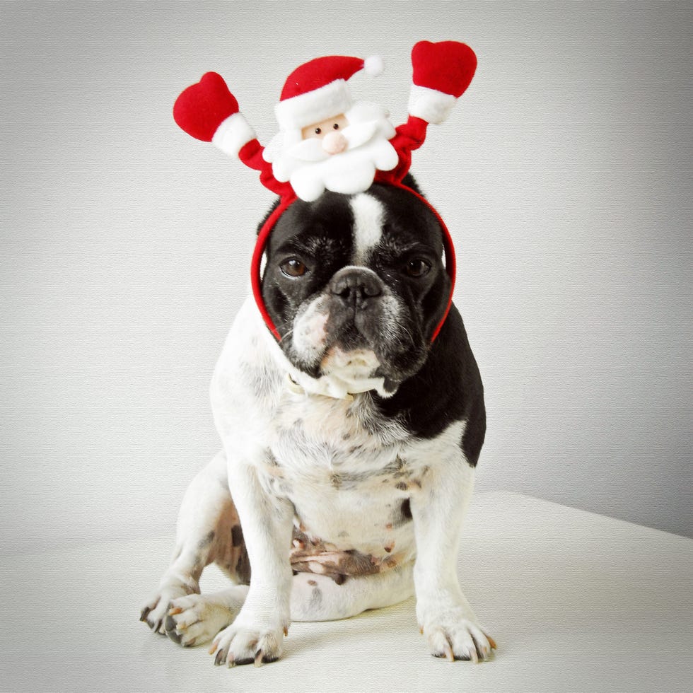 dog in christmas outfit, 2014 - christmas the year you were born