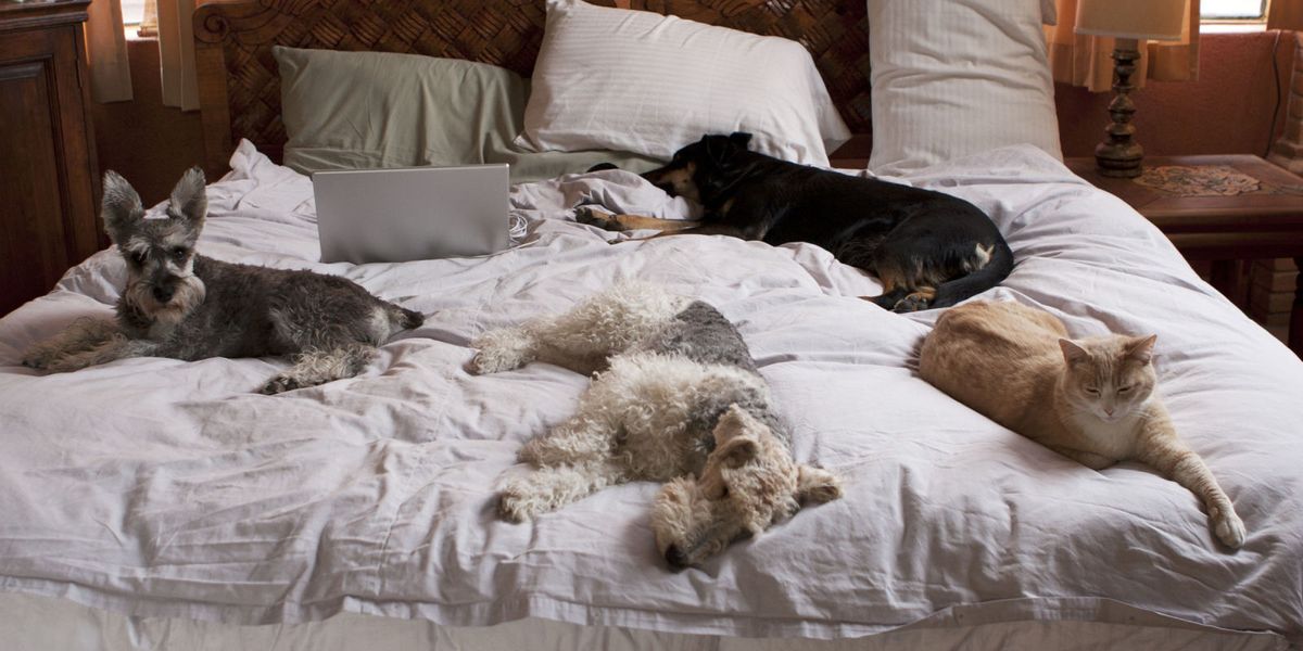 Cats and Dog on a Bed