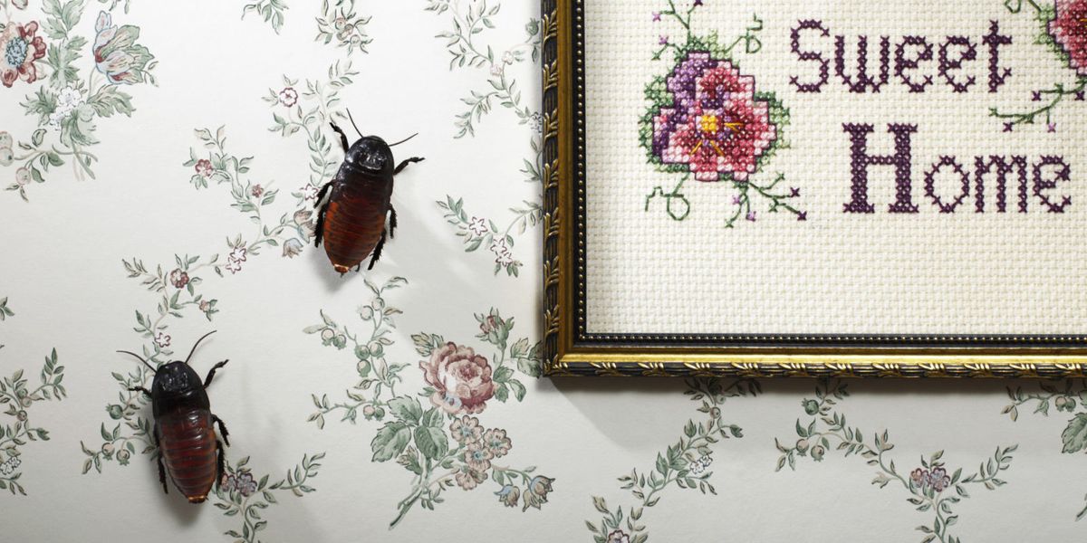 Bugs on Wallpaper
