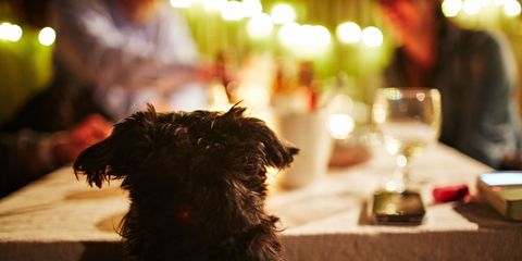 How Do I Get My Dog to Stop Begging at the Table? - How to Train Your Dog