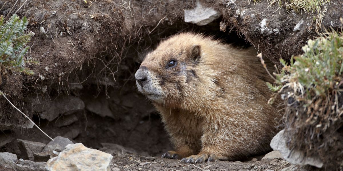 8 Things You Didn't Know about Groundhog Day - Groundhog Day Facts