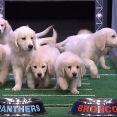 Jimmy best sale fallon puppies