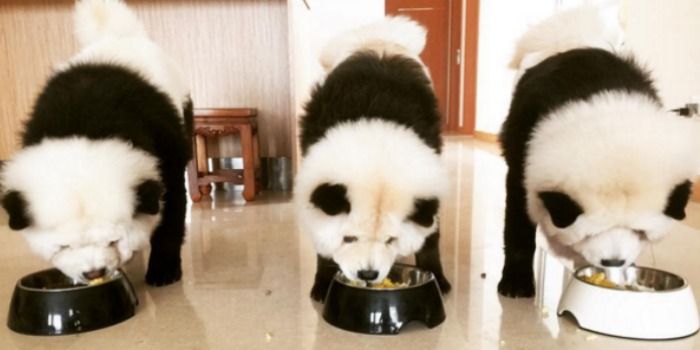 panda chow chow puppies for sale