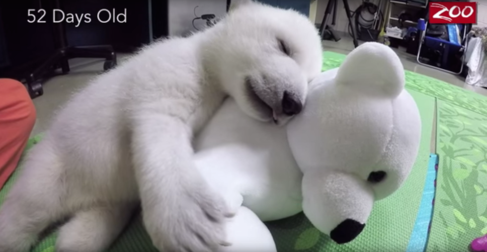 fluffy polar bear