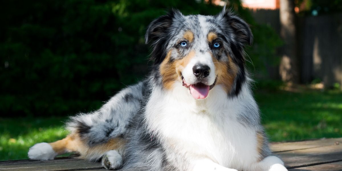 40 Best Medium Sized Dog Breeds - List of Popular Cute ...
