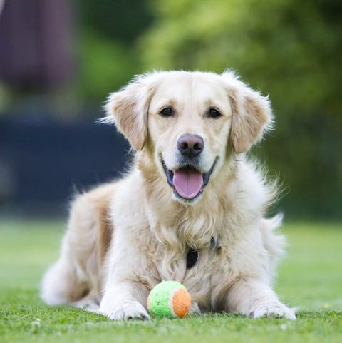 golden retriever