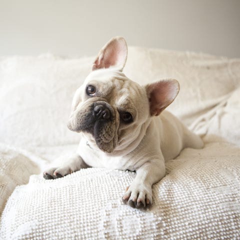 french bulldog