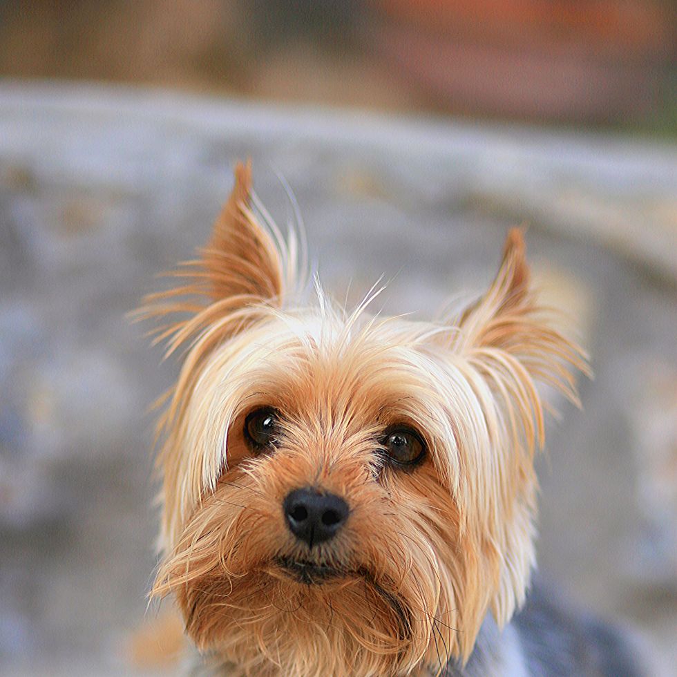 a golden brown yorkshire terrier laying down