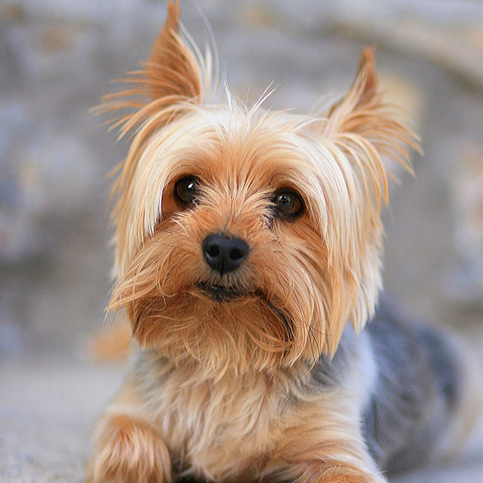 a golden brown yorkshire terrier laying down