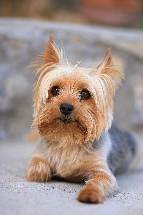 a golden brown yorkshire terrier laying down