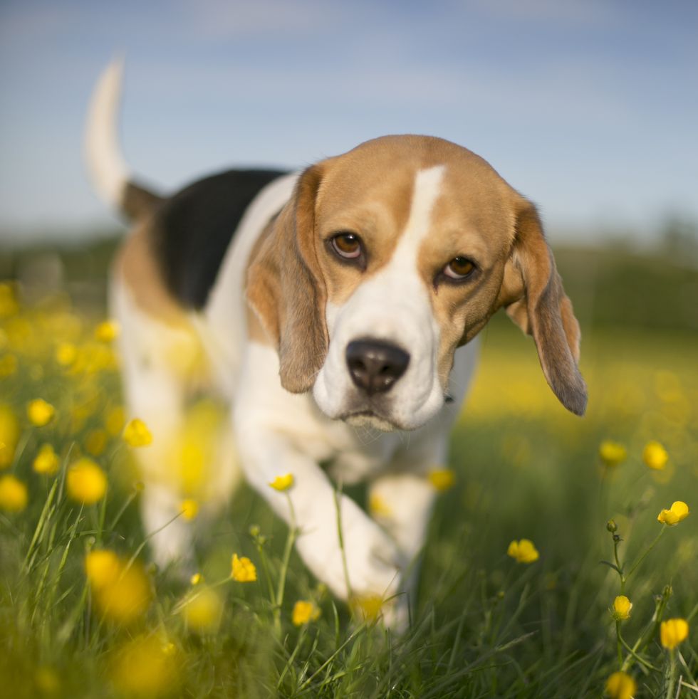 a brown and white beagle walking through a field