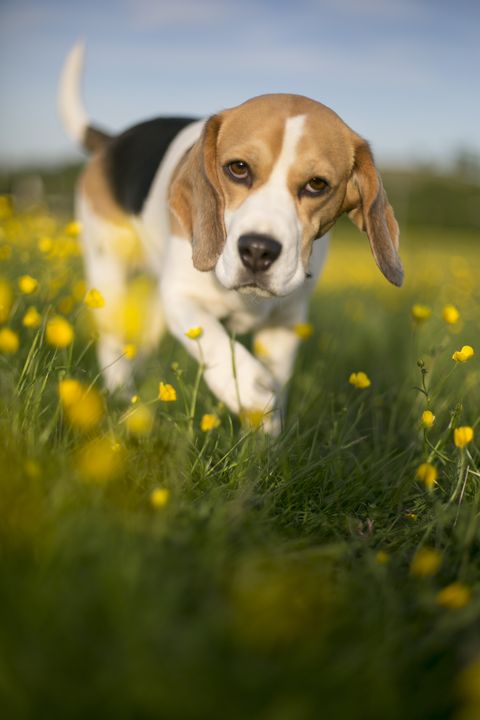a brown and white beagle walking through a field