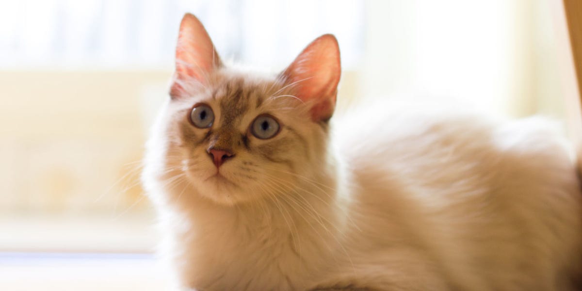 Cat Cafe Manchester Cat Nanny Job Cat Cafe Manchester Cat Nanny Job