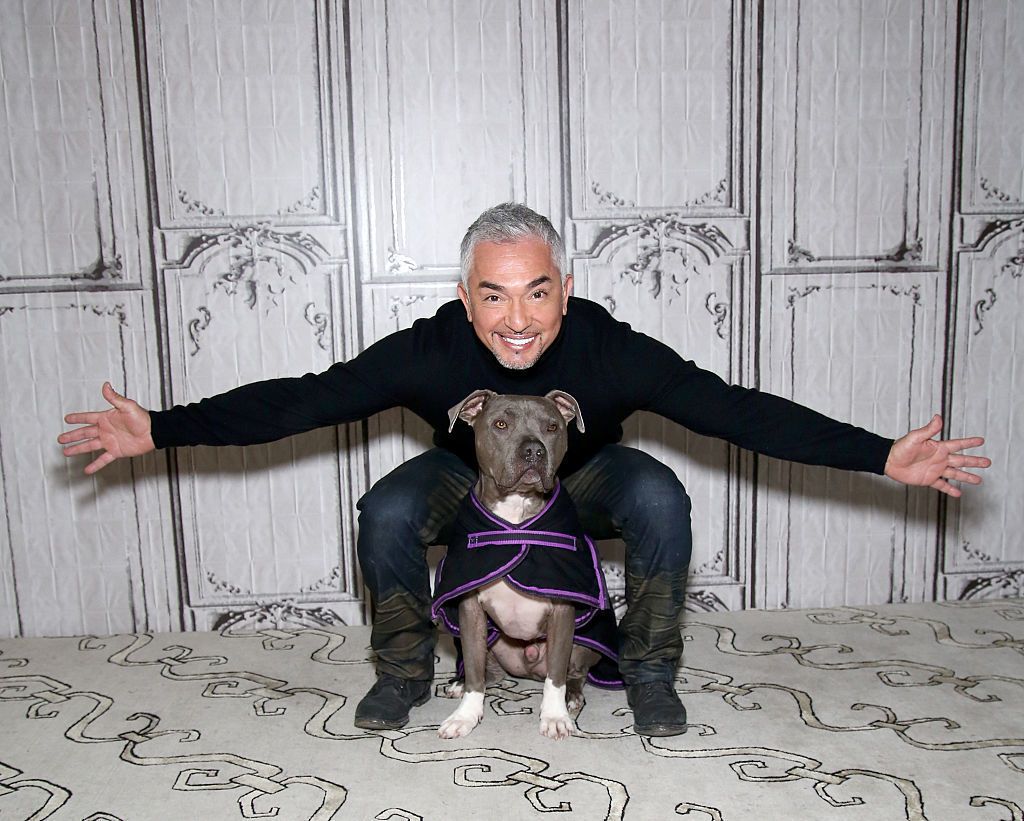 Cesar millan chew outlet toys