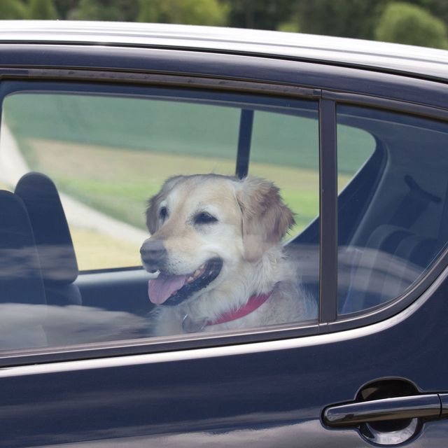 Motor vehicle, Dog, Automotive exterior, Vertebrate, Vehicle door, Dog breed, Carnivore, Mammal, Car, Glass, 