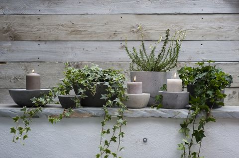 Wall, Shrub, Candle, Herb, Annual plant, Flowerpot, Candle holder, Subshrub, Herbaceous plant, Cement, 