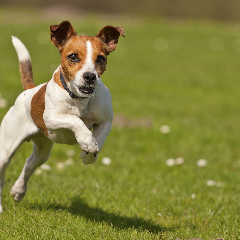 a brown and white jack russell terrier running on the grass