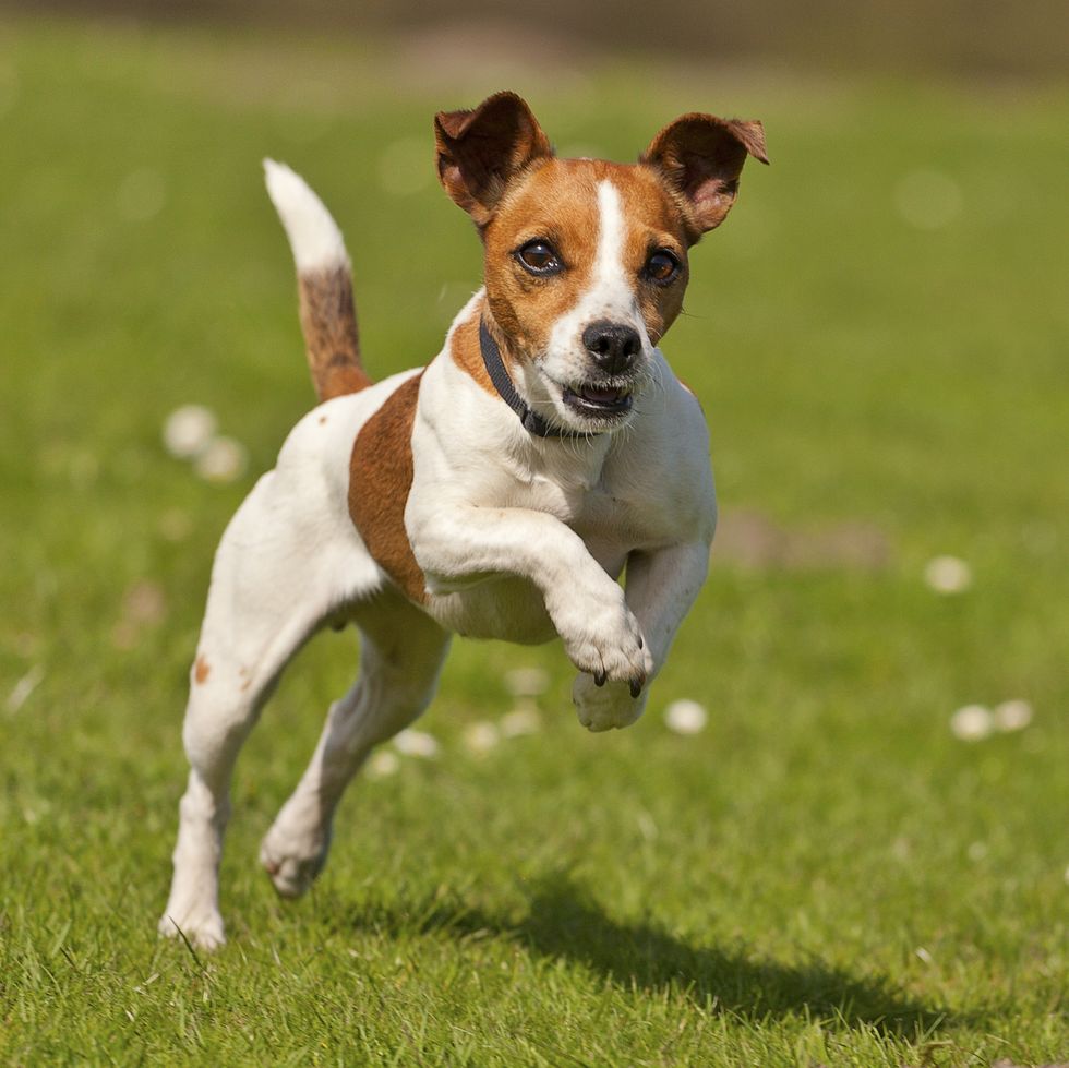 a brown and white jack russell terrier running on the grass