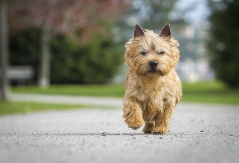 a golden norwich terrier running on the pavement