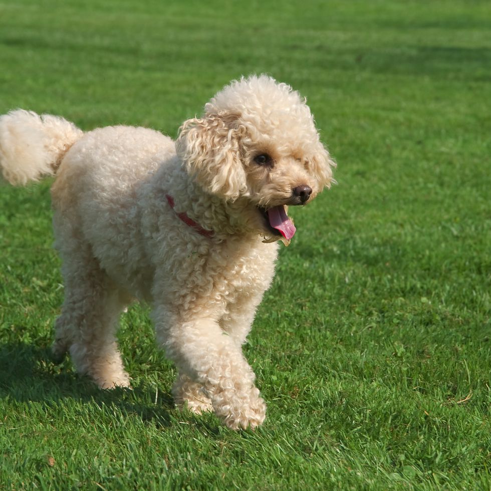 a white miniature poodle walking in the grass