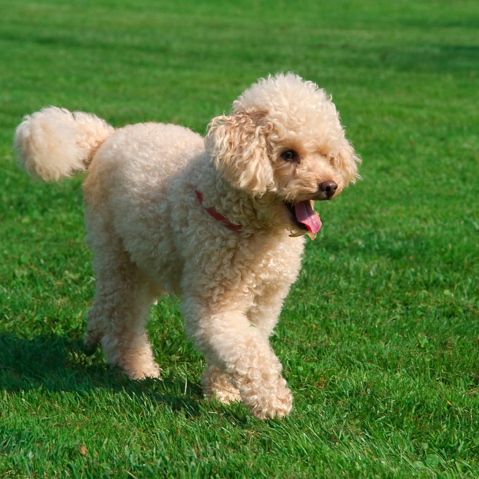 a white miniature poodle walking in the grass